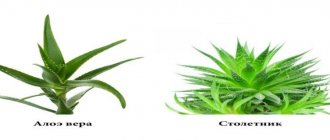 Aloe vera and agave