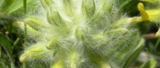Астрагал шерстистоцветковый (пушистоцветковый): лечебные свойства и противопоказания, применение настойки из травы в народной медицине