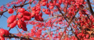 barberry medicinal properties and contraindications