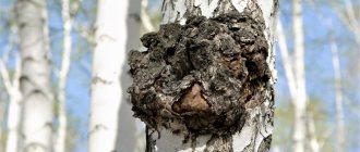 Chaga or birch mushroom is a superfood for longevity. What are its benefits and harms. How to use 