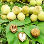 Far Eastern walnut