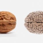 Walnut and brain