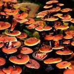 lingzhi mushrooms