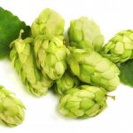 Hops beneficial properties, uses and recipes