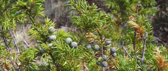 Needles with juniper berries