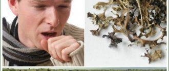 Исландский мох от кашля для детей