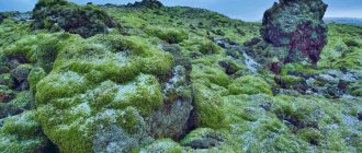 how to take Icelandic moss