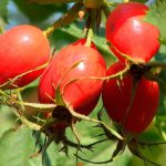 What does rosehip look like?