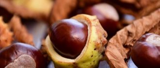 Chestnuts: benefits and harms, application