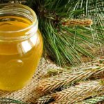 Pine bark medicinal properties