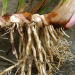 calamus root