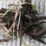 Comfrey root