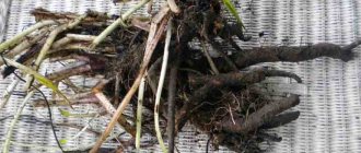 Comfrey root