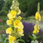 Mullein grass. Medicinal properties of the plant, how to prepare, take, recipes and contraindications 