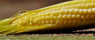 Corn silk. Photo 