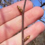 Medicinal properties of birch buds