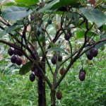 Medicinal properties of black walnut, dosage regimen, side effects and contraindications