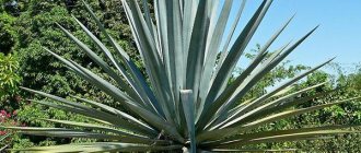 лечебные свойства растения агавы