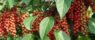 Far Eastern Schisandra benefits and harms