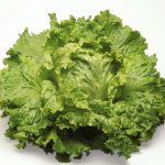 Lettuce: benefits and harm for the human body
