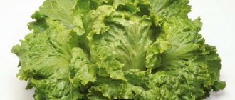 Листовой салат: польза и вред для организма человека