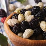 Mulberry leaves medicinal properties