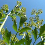 lovage beneficial properties