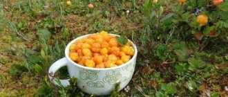 Cloudberries are rich in vitamins and minerals