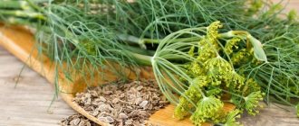 Incredible, but true: the healing properties of dill are stunning