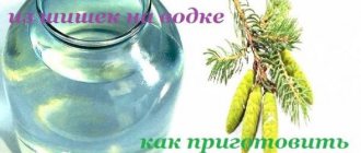 NewsForever.ru - When to collect fir cones - all about beauty and health