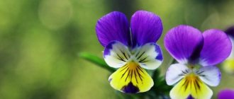Description of the violet tricolor plant