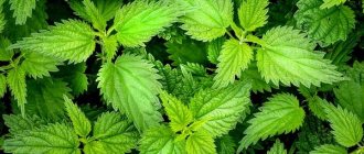 Nettle decoction, application in cosmetology and medicine. Recipes 