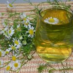 Chamomile decoction for cough