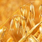 oats medicinal properties and contraindications