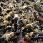 Пчелиный подмор: рецепты для суставов, применение