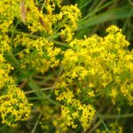 Bedstraw: what the plant looks like and how it is useful
