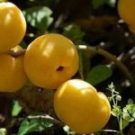 Useful properties of quince