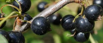 Beneficial properties of black currant