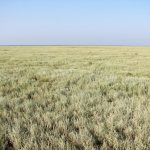 Wormwood in the steppe