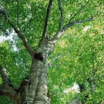 Benefits and uses of aspen