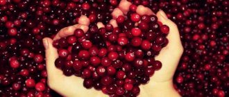The benefits of lingonberries are difficult to overestimate