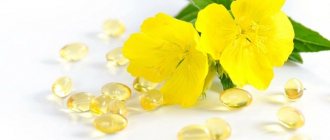 Evening primrose. Medicinal properties for women, oil, herb, capsules in gynecology, contraindications 