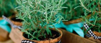 Rosemary can be grown in a pot
