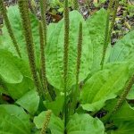 plantain seeds medicinal properties for constipation