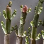 saltwort herb use for joints