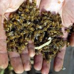 Alcohol tincture of bees is good for health