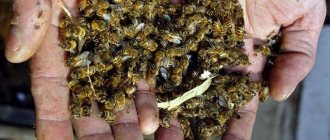Спиртовая настойка на пчелином подморе полезна для здоровья