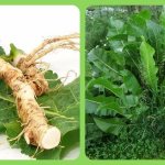 Ways to use horseradish leaves and their benefits for health and beauty
