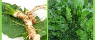 Ways to use horseradish leaves and their benefits for health and beauty
