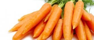 Свежая морковь с ботвой